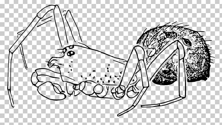 Craspedisia Spatulata Spider Craspedisia Cornuta Craspedisia Longioembolia PNG, Clipart, Angle, Area, Arm, Artwork, Auto Part Free PNG Download