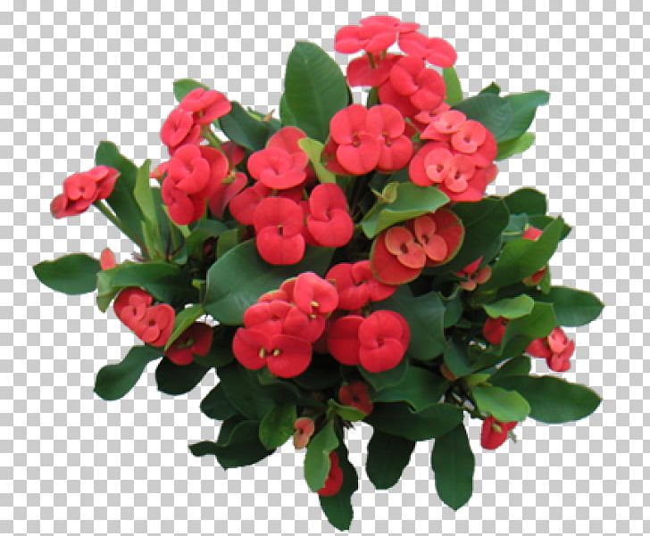 Euphorbia Milii Thorns PNG, Clipart, Annual Plant, Artificial Flower, Begonia, Bougainvillea, Bougainvillea Glabra Free PNG Download
