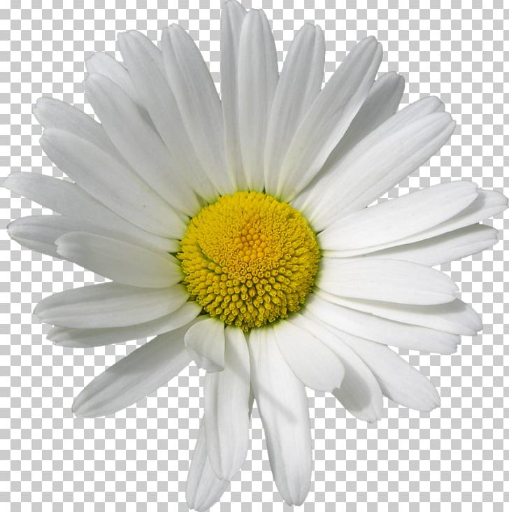 German Chamomile Tripleurospermum PNG, Clipart, Annual Plant, Aster, Camomile, Chamaemelum Nobile, Chamomile Free PNG Download