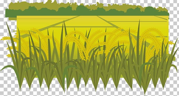 Paddy Field Oryza Sativa PNG, Clipart, Adobe Illustrator, Arable Land, Autumn, Bumper, Chrysopogon Zizanioides Free PNG Download