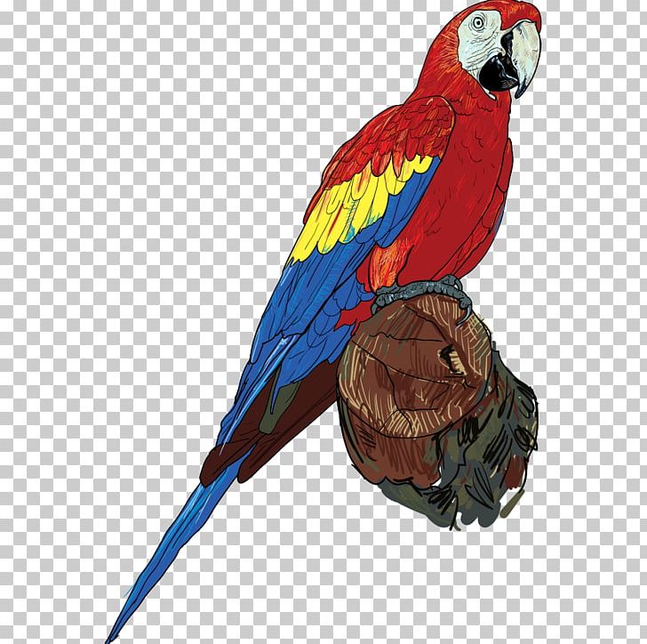 Parrot On Tree Branch PNG, Clipart, Animal, Beak, Bird, Birds, Blood Parrot Cichlid Free PNG Download