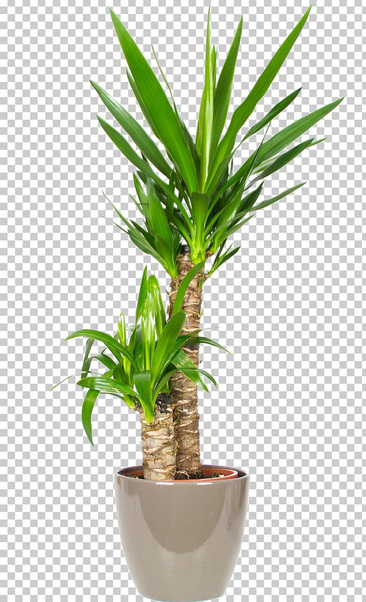 Spineless Yucca Palm Trees Howea Forsteriana Houseplant Fiddle-leaf Fig PNG, Clipart, Arecales, Areca Palm, Chamaedorea, Chamaedorea Elegans, Evergreen Free PNG Download