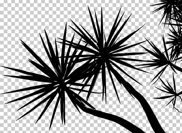 Tree Branch Arecaceae Plant Twig PNG, Clipart, Arecaceae, Arecales, Black And White, Blue Spruce, Branch Free PNG Download