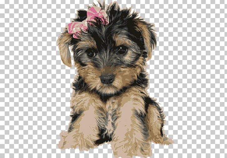 Yorkshire Terrier Miniature Schnauzer Australian Silky Terrier Welsh Terrier Schnoodle PNG, Clipart, Animals, Australian Silky Terrier, Biewer Terrier, Carnivoran, Companion Dog Free PNG Download