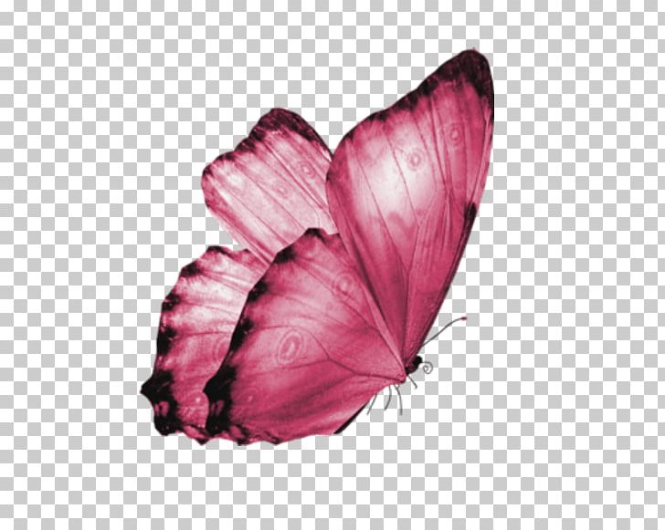 Butterfly PNG, Clipart, Arthropod, Babochka, Butterfly, Download, Insect Free PNG Download