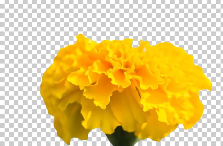 Chrysanthemum Yellow Mexican Marigold PNG, Clipart, 123rf Taiwan, Calendula, Chrysanthemum, Download, Flower Free PNG Download