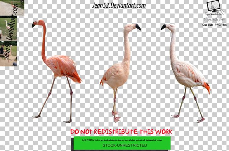 Flamingos Bird Animal PNG, Clipart, Animal, Art, Artist, Beak, Bird Free PNG Download