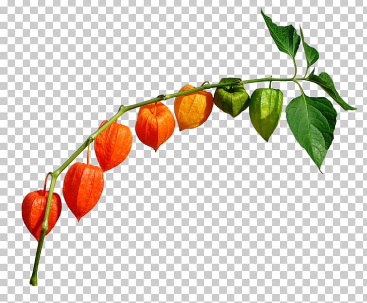 Peruvian Groundcherry Chili Pepper Chinese Lantern PNG, Clipart, Branch, Cherry, Chili Pepper, Chinese Lantern, Encapsulated Postscript Free PNG Download