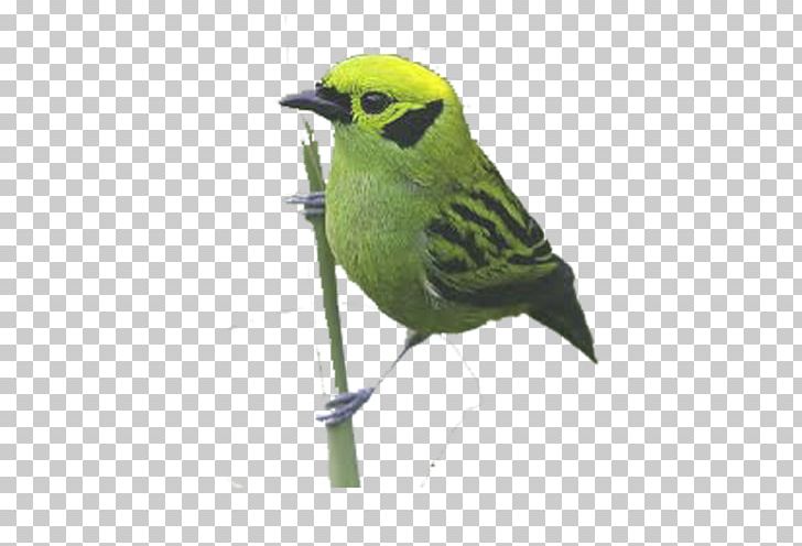 Bird Parrot Finch PNG, Clipart, Background Green, Balloon Cartoon, Beak, Bird, Bird Cage Free PNG Download