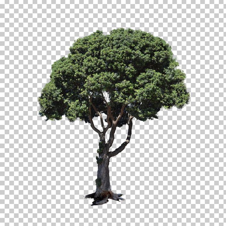 Tree Landscape Stock Photography PNG, Clipart, Bonsai, Houseplant, Landscape, Nature, Plant Free PNG Download