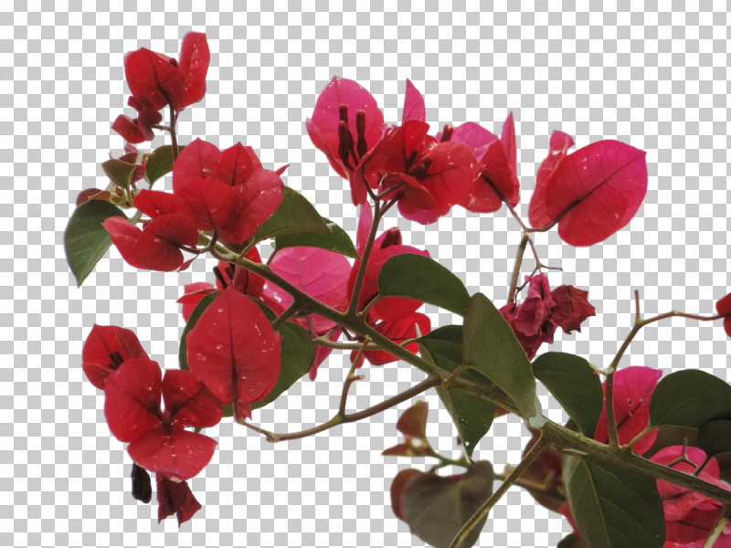 Garden Roses PNG, Clipart, Annual Plant, Azalea, Flower, Garden, Garden Roses Free PNG Download
