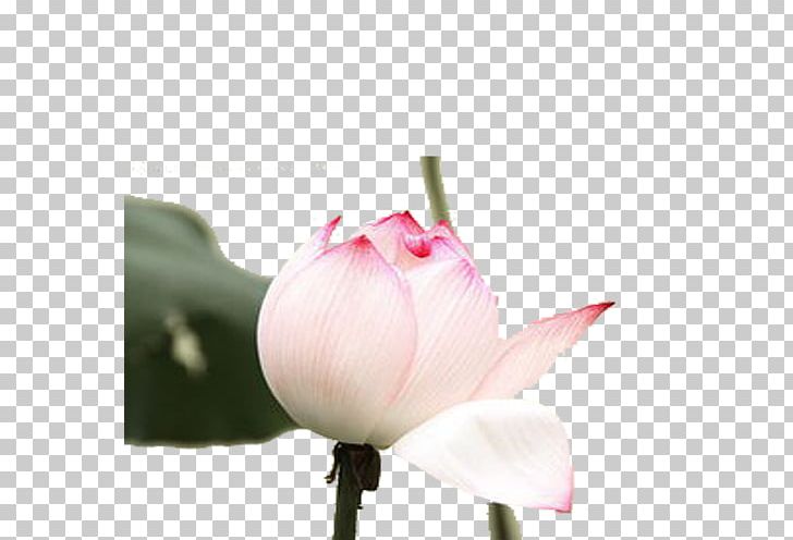Nelumbo Nucifera Plant Flower PNG, Clipart, Aquatic Plant, Blossom, Cartoon, Download, Flower Free PNG Download