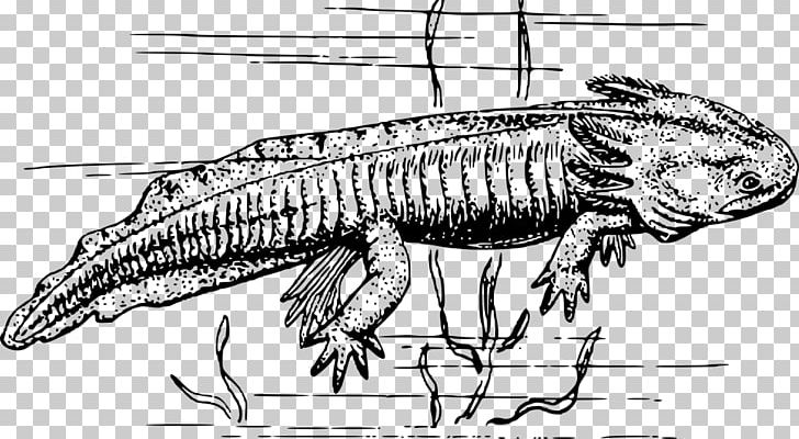 Tiger Salamander Newt Axolotl PNG, Clipart, Amphibian, Animals, Artwork, Axolotl, Black And White Free PNG Download