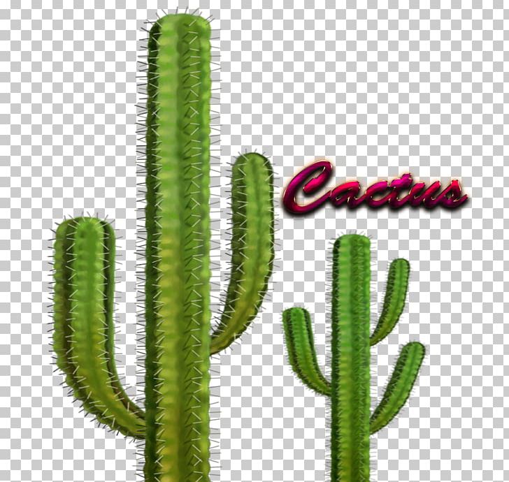 Cactaceae Barrel Cactus Plant Ferocactus Glaucescens Echinocactus Grusonii PNG, Clipart, Acanthocereus Tetragonus, Art, Barrel Cactus, Botany, Cactaceae Free PNG Download