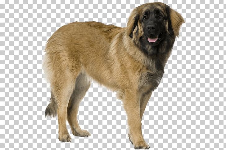 Estrela Mountain Dog Leonberger Sarplaninac Dog Breed PNG, Clipart, Animals, Breed Group Dog, Carnivoran, Companion Dog, Dog Free PNG Download