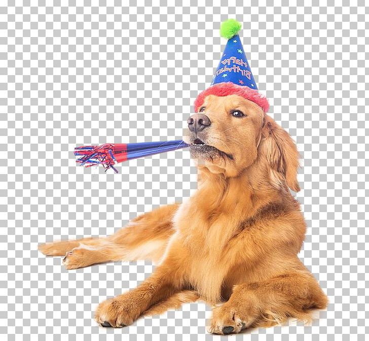 Golden Retriever Nova Scotia Duck Tolling Retriever Puppy Dog Breed Companion Dog PNG, Clipart, Animals, Animals Birthday, Breed, Carnivoran, Christmas Ornament Free PNG Download