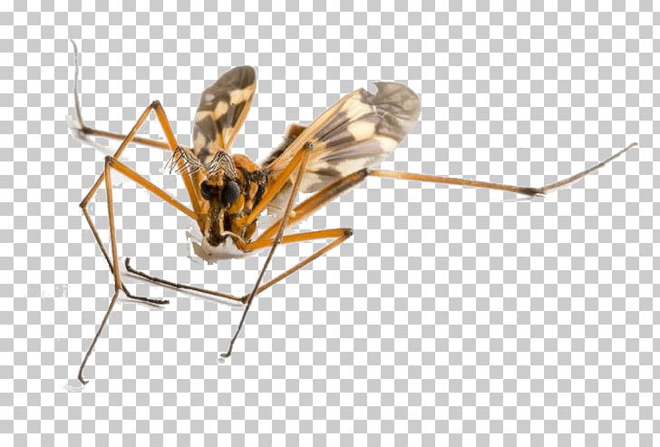 Insect PNG, Clipart, Animal, Arthropod, Baby Crawling, Crane Fly, Crawl Free PNG Download