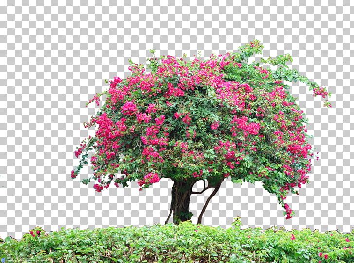 Shrub Tree Flora Plant PNG, Clipart, Blossom, Branch, Fiori, Flora, Flower Free PNG Download