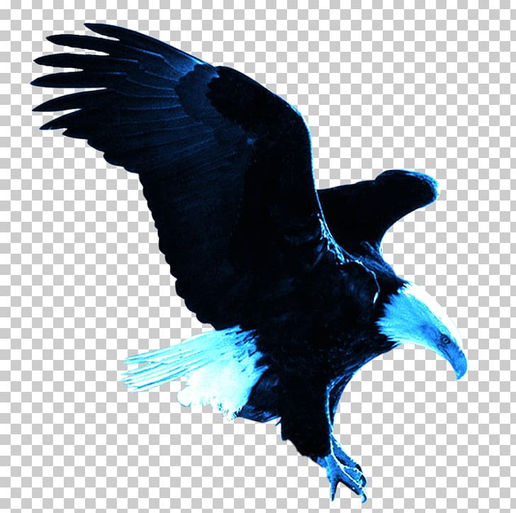 Bald Eagle Eastern Imperial Eagle PNG, Clipart, Animals, Bald Eagle, Beak, Bird, Bird Of Prey Free PNG Download
