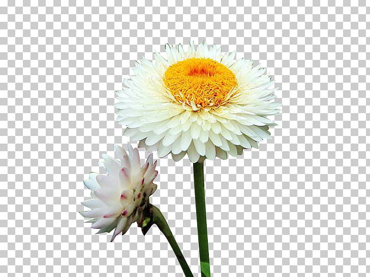 Chrysanthemum Xd7grandiflorum Oxeye Daisy Euclidean PNG, Clipart, Annual Plant, Black White, Chrysanthemum Vector, Dahlia, Daisy Family Free PNG Download