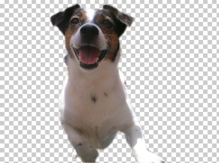 Dog Breed Jack Russell Terrier Parson Russell Terrier American Staffordshire Terrier Staffordshire Bull Terrier PNG, Clipart, Breed Group Dog, Carnivoran, Companion Dog, Dog Breed, Dog Breed Group Free PNG Download