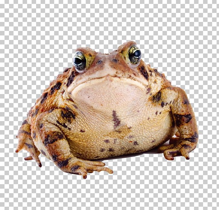 Frog Amphibian American Toad Cane Toad PNG, Clipart, American Bullfrog, Animals, Big, Common Toad, Cute Frog Free PNG Download