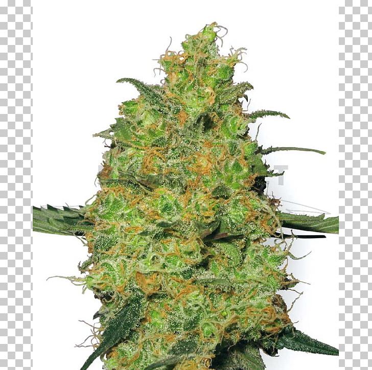 Hindu Kush Autoflowering Cannabis Seed PNG, Clipart, Autoflowering Cannabis, Cannabis, Cannabis Sativa, Charas, Hashish Free PNG Download