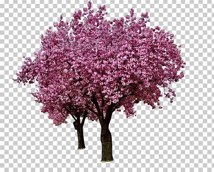 Purple Violet Branch PNG, Clipart, Autocad Dxf, Blossom, Branch, Cerasus, Cherry Blossom Free PNG Download