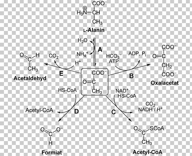 Pyruvic Acid Pyruvate Dehydrogenase Complex Pyruvate Carboxylase Decarboxylation PNG, Clipart, Acetaldehyde, Angle, Lightindependent Reactions, Line, Number Free PNG Download