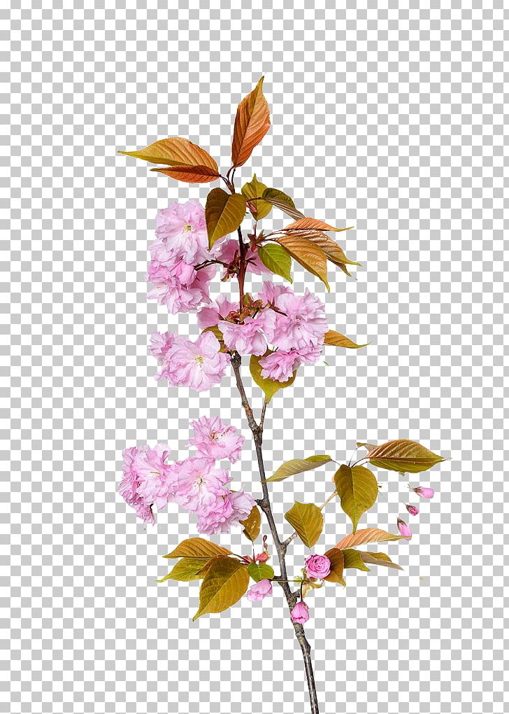 Cherry Blossom Branch Floral Design PNG, Clipart, Blossoms, Branches, Cerasus, Cherry, Cherry Blossoms Free PNG Download