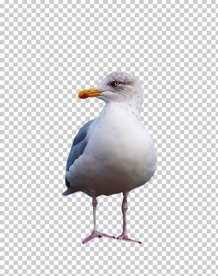 European Herring Gull Great Black-backed Gull Gulls PNG, Clipart, Animal, Animals, Beak, Bird, Charadriiformes Free PNG Download