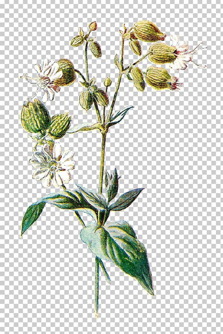 Familiar Wild Flowers Botany Wildflower Plant PNG, Clipart, Antique, Botanical, Botany, Branch, Color Free PNG Download