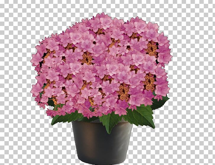 Hydrangea Houseplant Cut Flowers Garden Centre PNG, Clipart, Annual Plant, Cut Flowers, Flower, Flowering Plant, Flowerpot Free PNG Download