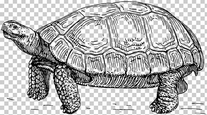 Turtle Reptile Tortoise PNG, Clipart, Animals, Background Black, Black, Black And White, Black Hair Free PNG Download