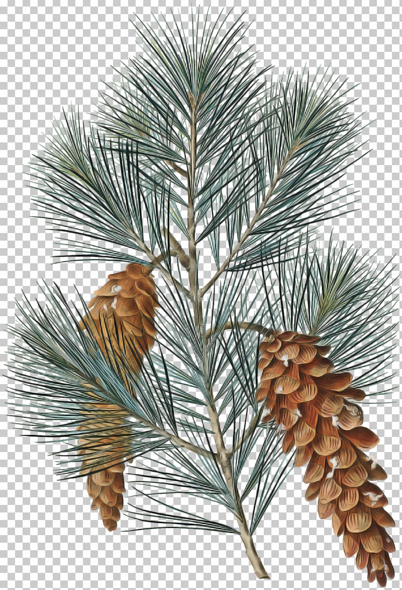 Sugar Pine Columbian Spruce Loblolly Pine White Pine Red Pine PNG, Clipart, Columbian Spruce, Jack Pine, Loblolly Pine, Red Pine, Shortleaf Black Spruce Free PNG Download
