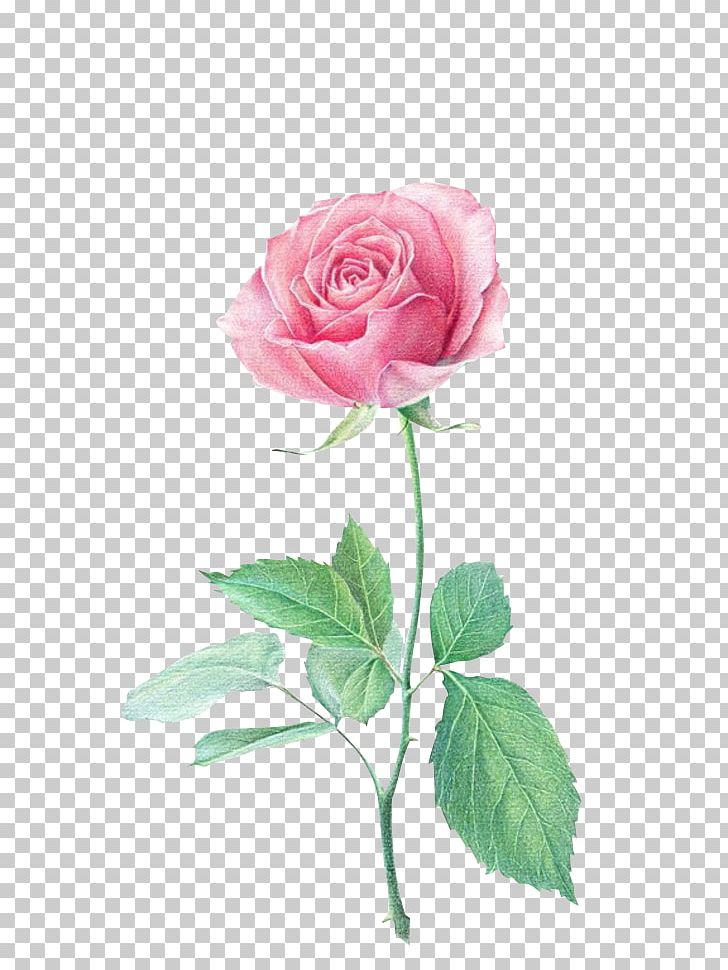 Colored Pencil Flower Drawing Beach Rose Paper PNG, Clipart, Color, Creative, Cut Flowers, Eraser, Floral Design Free PNG Download