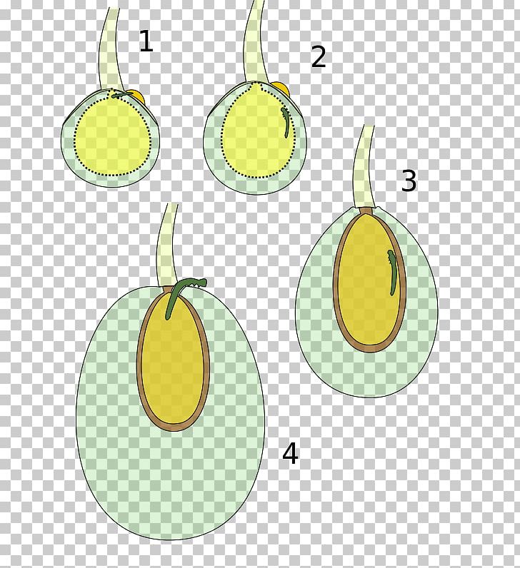 Olive Moth Olive Fruit Fly Pear Veraison PNG, Clipart, Circle, Email, Flowering Plant, Food, Fruit Free PNG Download