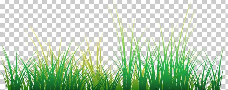 Adobe Flash Player Lawn PNG, Clipart, Adobe Flash, Adobe Flash Player, Adobe Systems, Best Design, Chrysopogon Zizanioides Free PNG Download