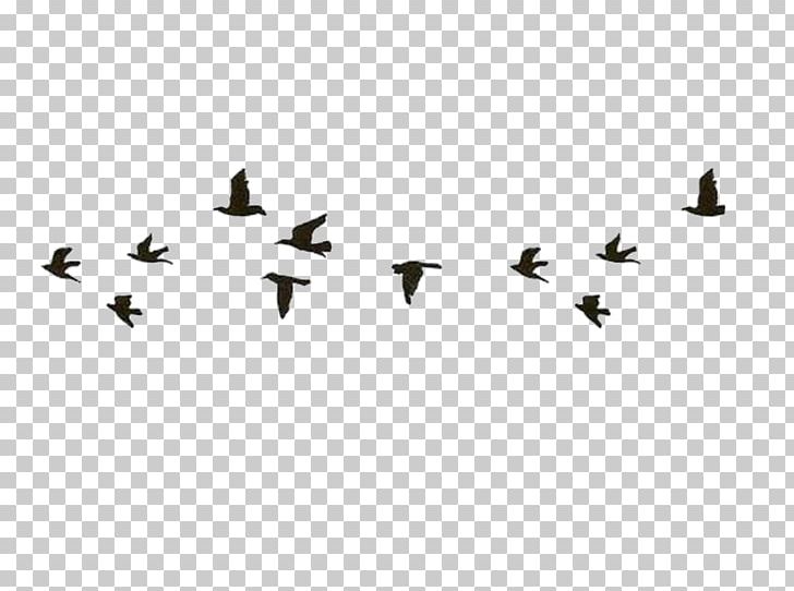 Drawing Paper Sketch PNG, Clipart, Animal Migration, Bird, Bird Migration, Dow, Drawing Free PNG Download