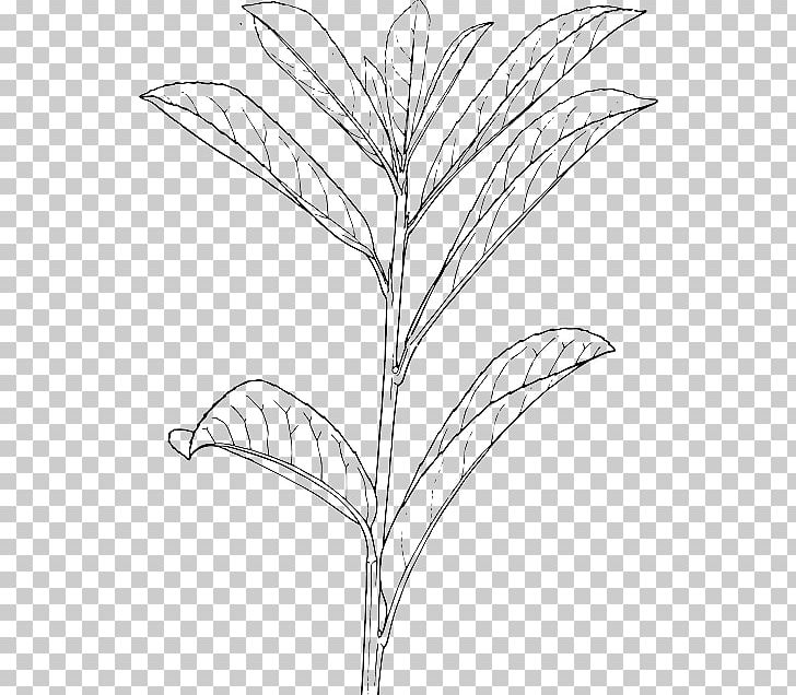 Shrub Drawing Plant Tree PNG, Clipart, Artwork, Bay Laurel, Black And White, Branch, Clip Free PNG Download