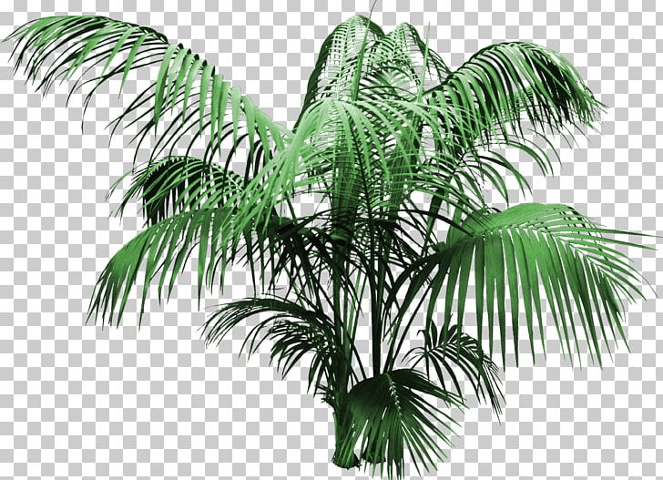 Attalea Speciosa Coconut Tree Arecaceae PNG, Clipart, Arecaceae, Cartoon, Decorative, Floral, Floral Border Free PNG Download