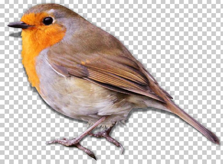 European Robin Bird House Sparrow PNG, Clipart, Animal, Animals, Beak, Bird, Cartoon Sparrow Free PNG Download