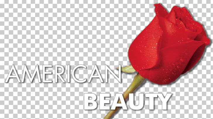 Garden Roses 0 Cut Flowers Fan Art PNG, Clipart, 1999, American Beauty, Cut Flowers, Fan Art, Film Free PNG Download