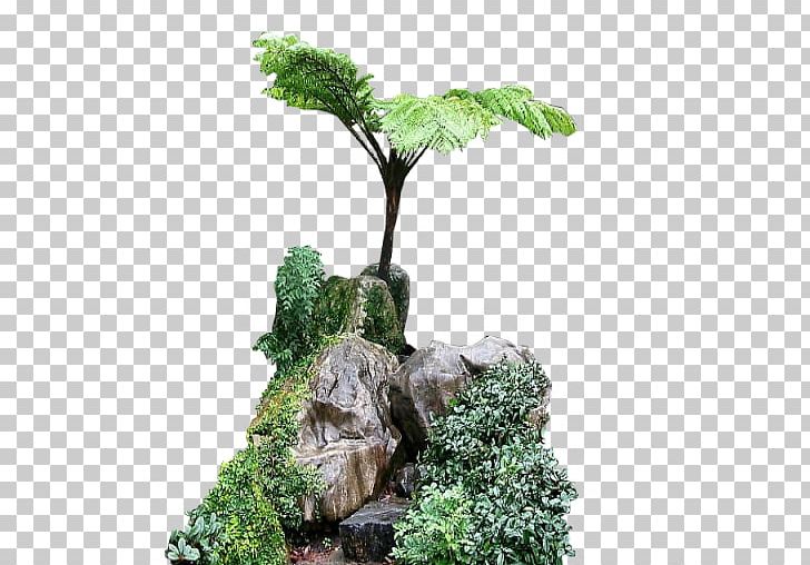 India Tree Ferns Plant Tree Ferns PNG, Clipart, Bonsai, Dicksonia, Dicksonia Fibrosa, Fern, Flowerpot Free PNG Download