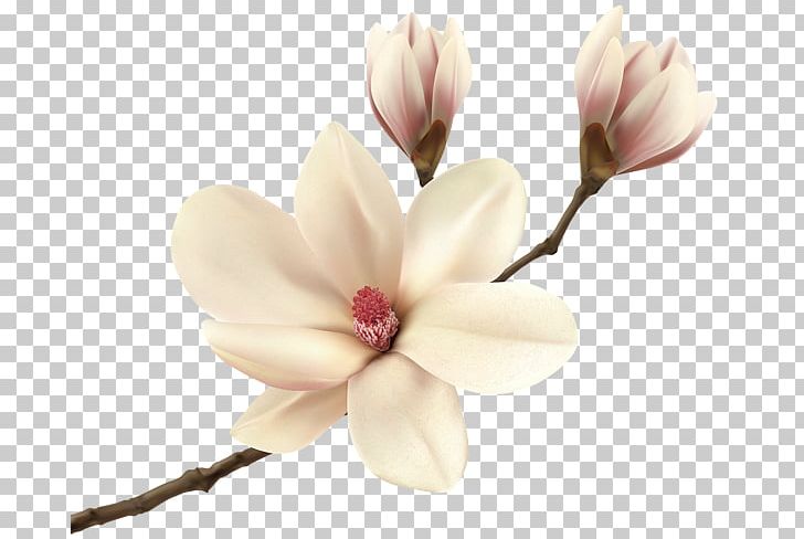 Southern Magnolia Magnolia Fraseri PNG, Clipart, Blossom, Branch, Clip Art, Cut Flowers, Flower Free PNG Download