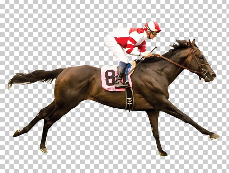 Stallion Horse Racing Belmont Stakes Calumet Farm PNG, Clipart, Animals, Animal Sports, Balinese Cat, Belmont Stakes, Bridle Free PNG Download