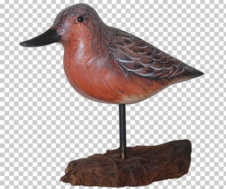 The Wetlands Institute Water Bird Sandpiper /m/083vt PNG, Clipart, Anatidae, Animals, Beak, Bird, Cygnini Free PNG Download