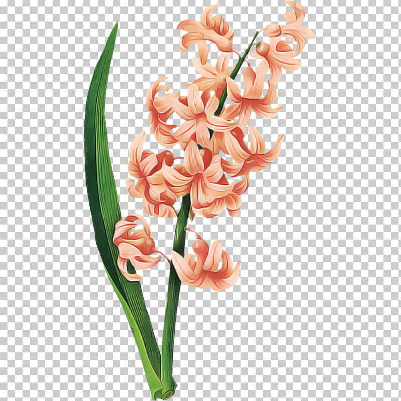 Flower Plant Pink Hyacinth Cut Flowers PNG, Clipart, Cut Flowers, Flower, Hyacinth, Pedicel, Petal Free PNG Download