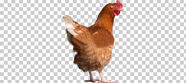 Chicken PNG, Clipart, Chicken Free PNG Download