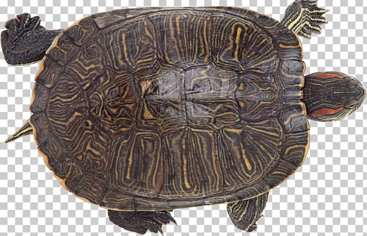 Chinese Softshell Turtle Reptile Chinese Pond Turtle Photography PNG, Clipart, Animal, Animals, Box Turtle, Central American River Turtle, Chelydridae Free PNG Download